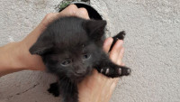 hasiči kotě 516445455 1197887562140499 631372616365701823 n